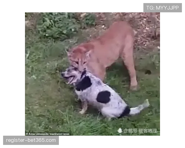 宠物狗失踪后情绪低落,拉姆塞与美洲狮解除合同